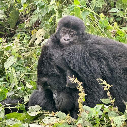 A mountain gorilla with her baby in Uganda.