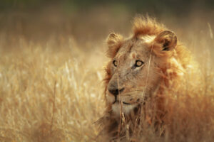 Lion – Home Page Photo