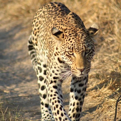 A leopard in Africa.