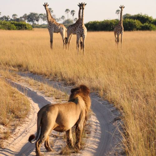 A lion watching giraffe ahead of him.