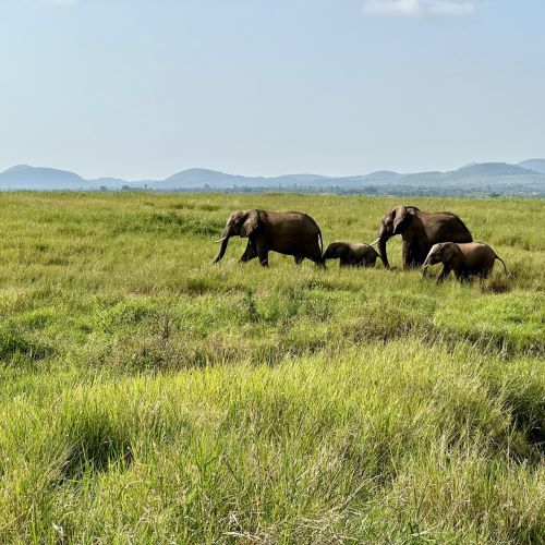 A group of elephants in Kenya.