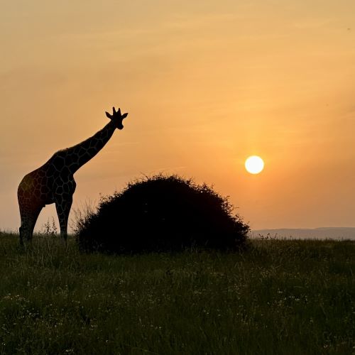 A giraffe in a spectacular sunset in Kenya.