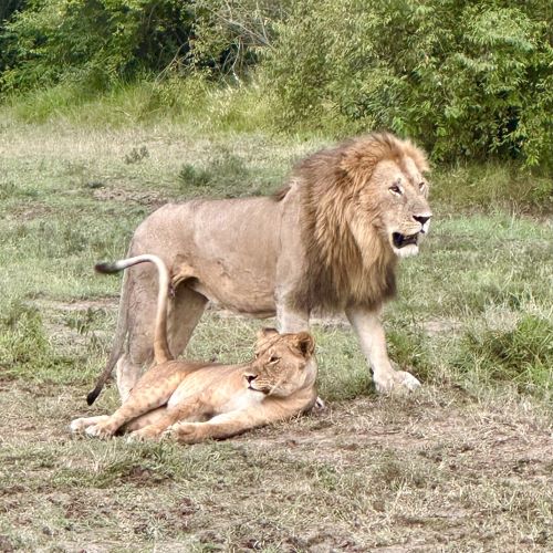 A male and female lion in Kenya.