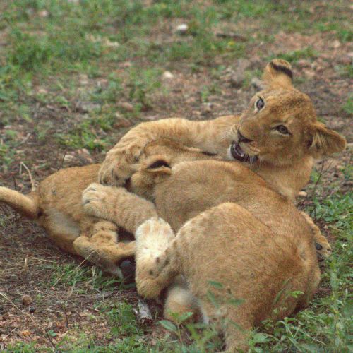 Lion clubs playing.