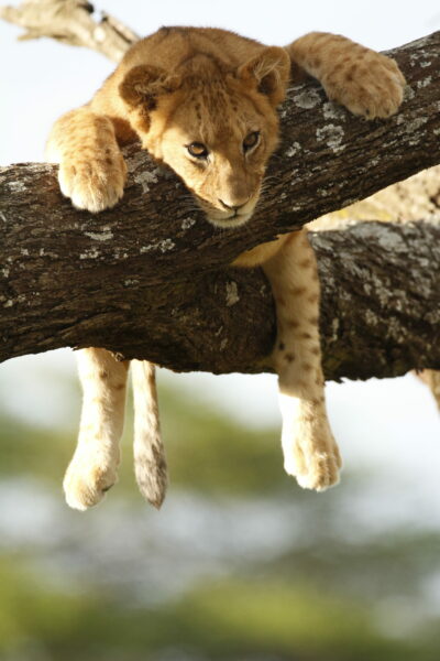 A baby lion in a tree.