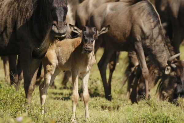 A baby wildebeest.