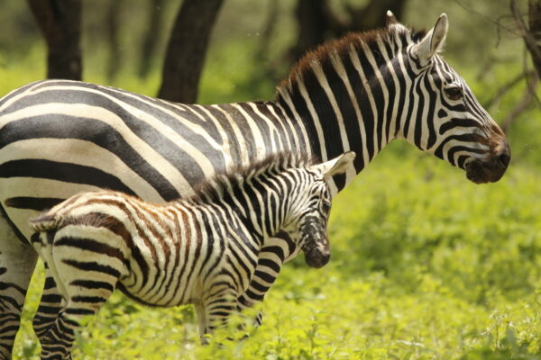 A baby zebra standing by its mother.