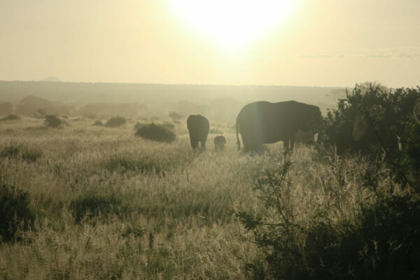 Three elephants in the sunrise.