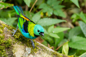 A colorful bird in Brazil