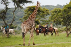 Group of people on horseback safari, with a giraffe South Africa