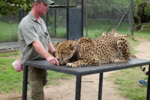 Leopard wildlife rehab, Thornybush South Africa