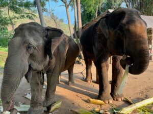 Two elephants in Chiang Rai, Thailand.