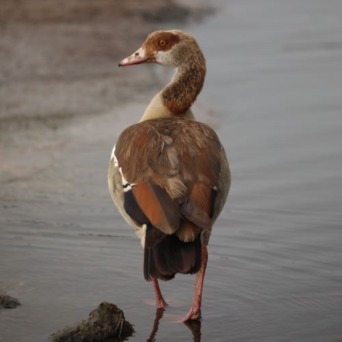 An African Duck in the water.