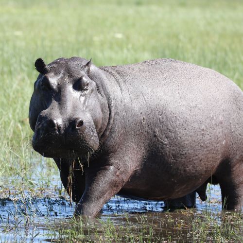 A hippo in Africa