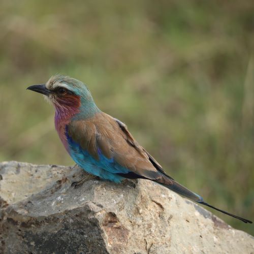 A beautiful Africa Lilac Breasted Roller.