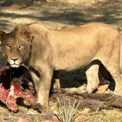 A lion finishing up his meal in Africa.