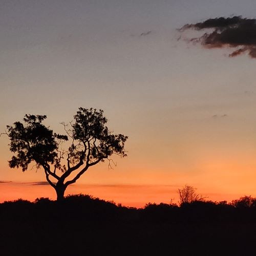 A typical Africa sunset.