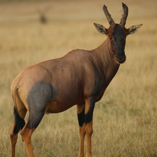 An African Tupi on the plains.