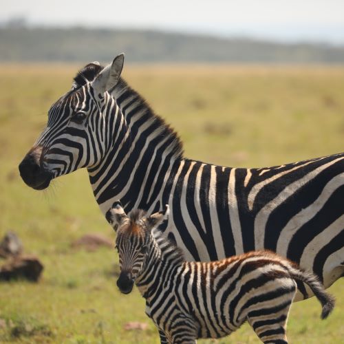 A mama and baby zebra in the Maasai Mara National Reserve in Kenya.