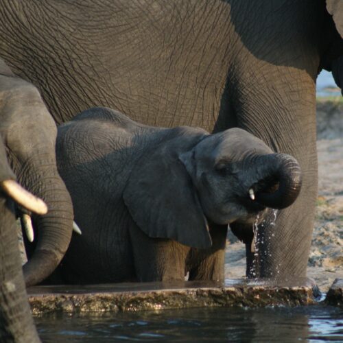 A baby elephant drinking water.
