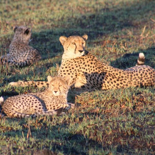Three cheetahs lying in the sun.