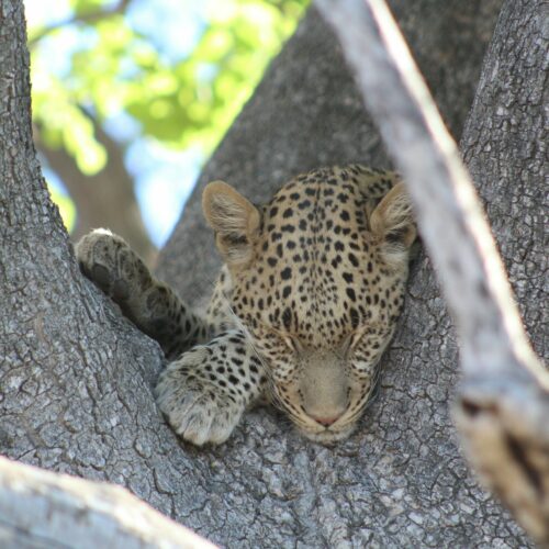 A leopard sleeping in a tree.