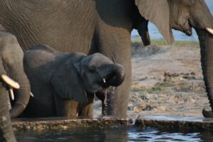 A baby elephant drinking water.