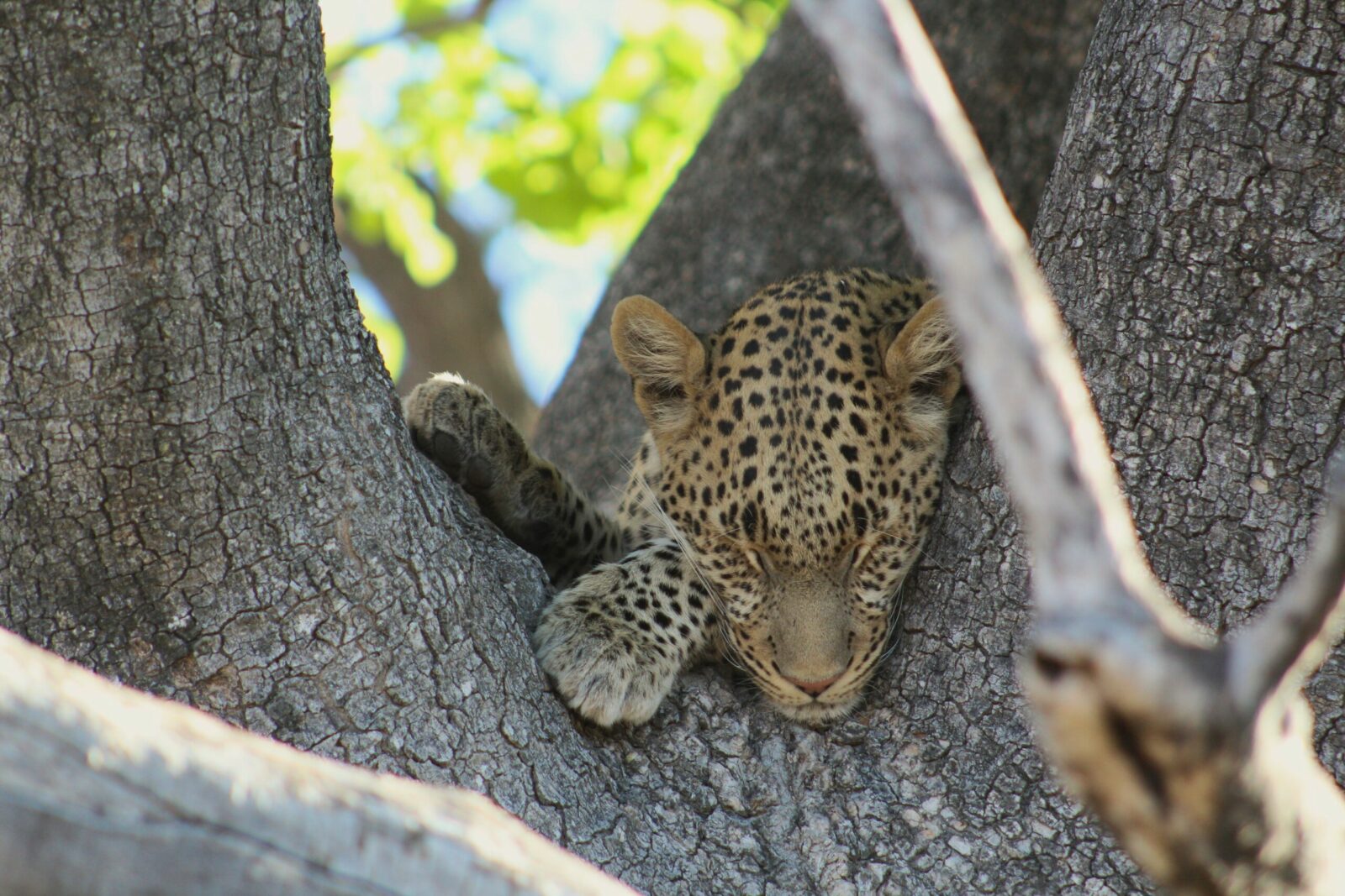 A leopard sleeping in a tree.