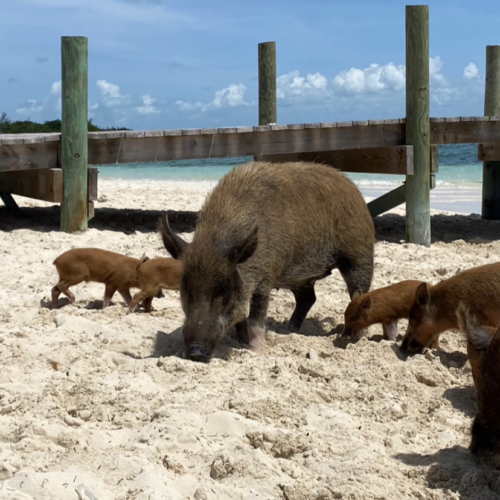 Wild pig on the beach.