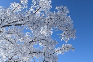 Amongst the deep frost and sunny snow days of a Minnesota winter, there is beauty in the trees to capture and explore!