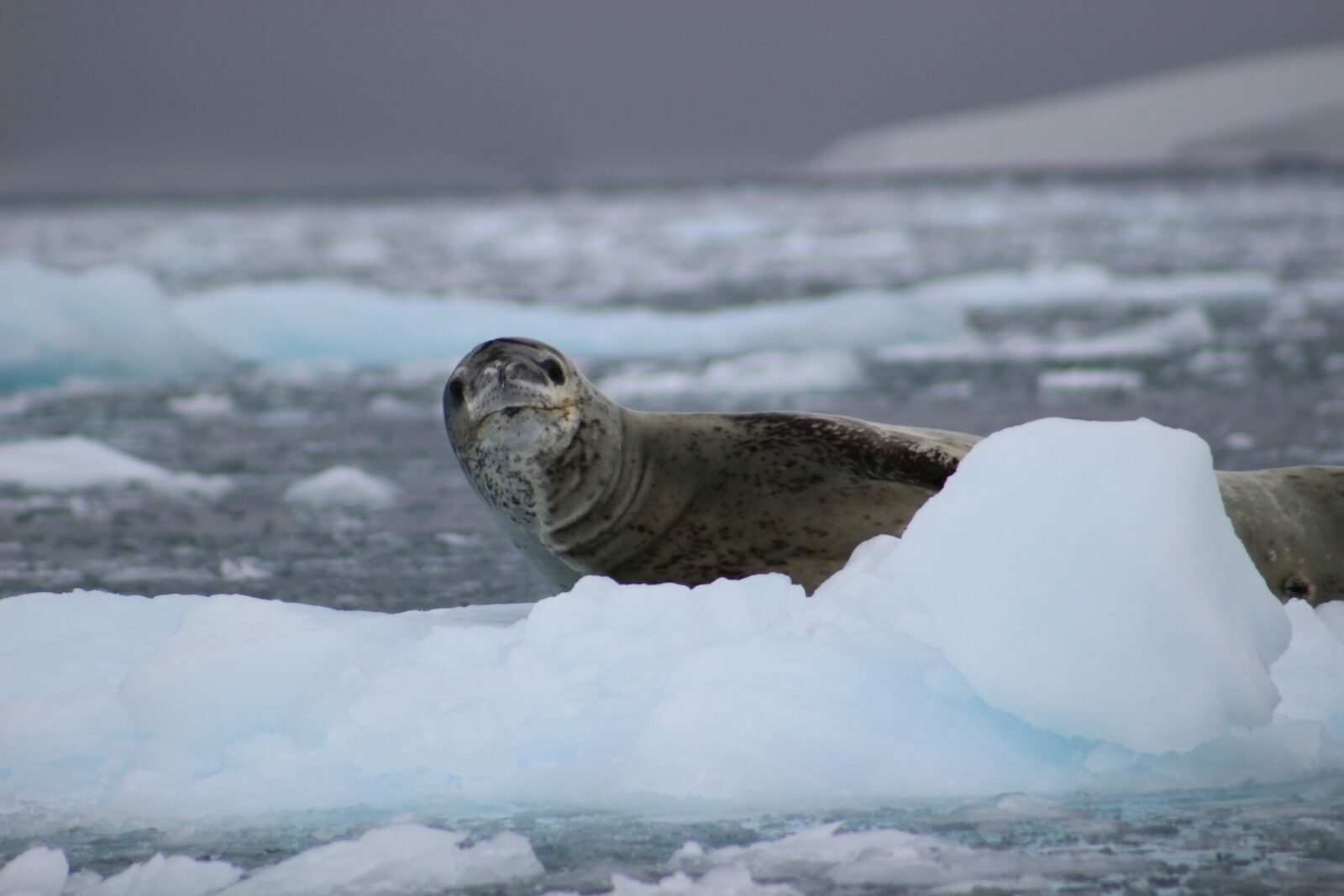 A seal in Antarctica