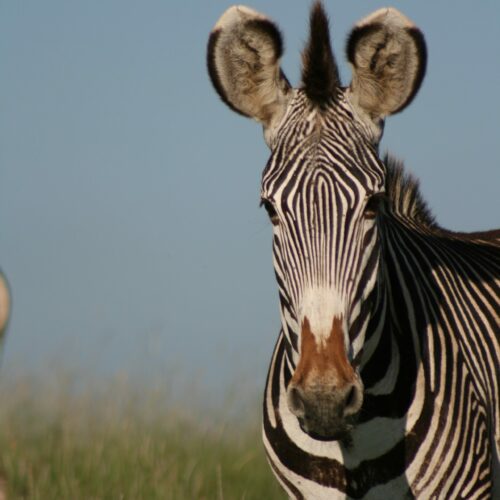 A Zebra in Kenya