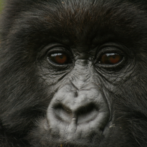 A Mountain Gorilla in Rwanda
