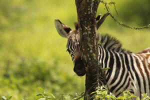 A baby zebra peeking out from behind a tree.