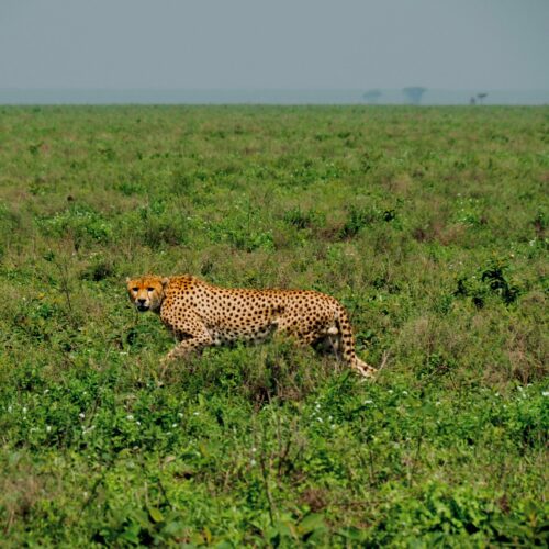 A Cheetah in the Serengeti National Park