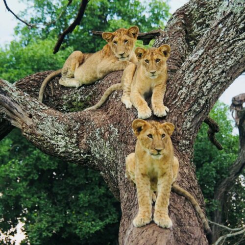 Three lions in a tree.
