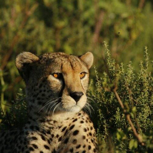 A cheetah in Serengeti National Park