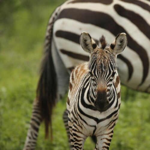 A baby zebra in Africa
