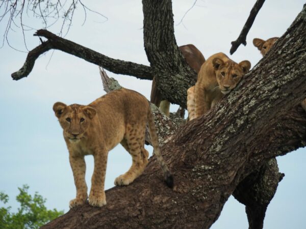 Tree climbing lions in Serengeti National Park, Tanzania