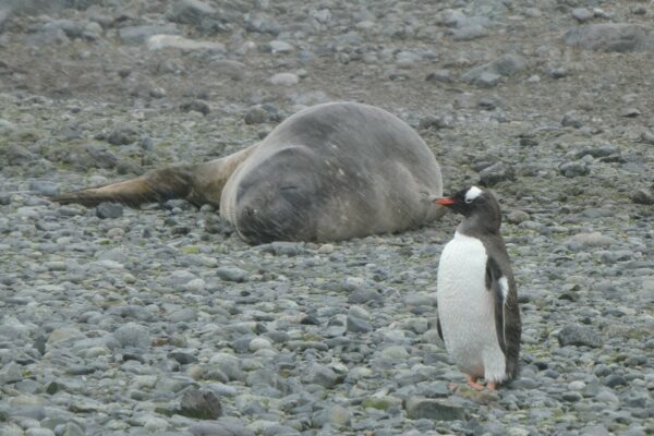 A penguin and a sea lion side-by-side in Antarctica.