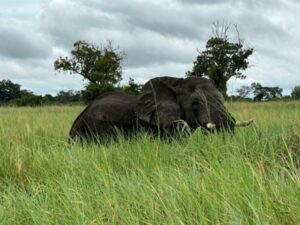 Elephant in the Okavango Delta, Botswana