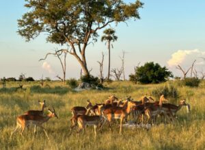 Impala in the Okavango Delta, Botswana