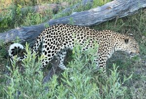 A leopard in the Okavango Delta, Botswana