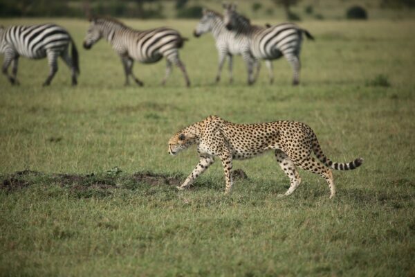 On a Kenya Safari: cheetah walking near zebra.