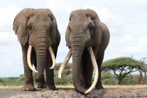 On a Kenya Safari: Two Big Tusker Elephants.