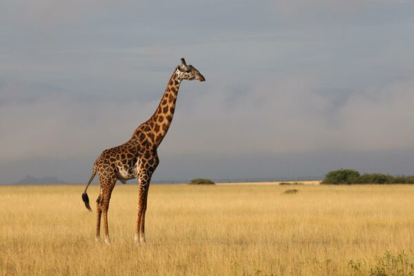 On a Kenya Safari: A Giraffe standing tall.