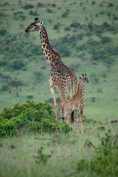 On a Kenya Safari: A giraffe with her baby.