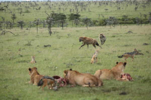 On a Kenya Safari: Lions with a kill, surrounded by hyenas and jackals