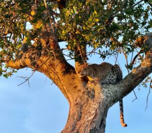 On a Kenya Safari: Leopard in a tree