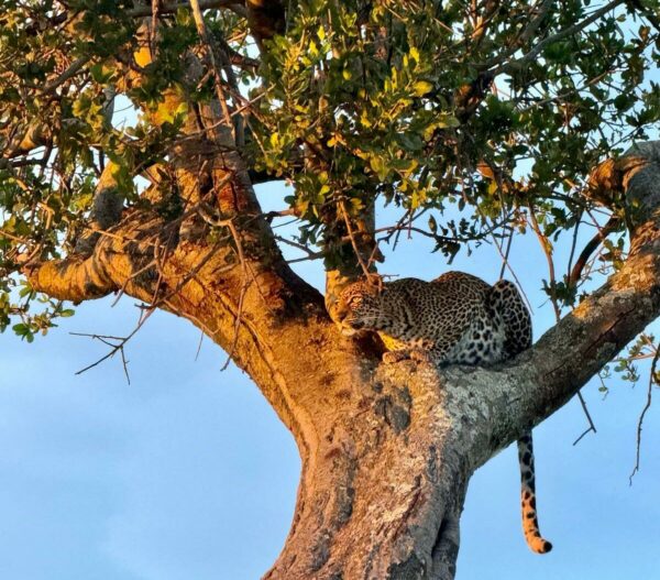 On a Kenya Safari: Leopard in a tree